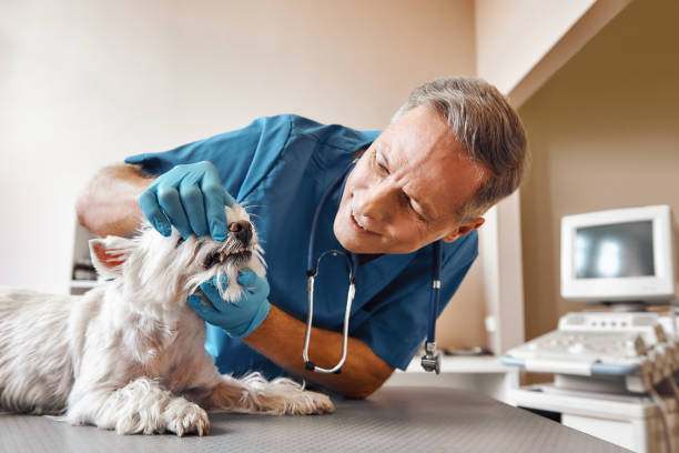 Best Urgent Care for Lost Fillings or Crowns in Athens, OH